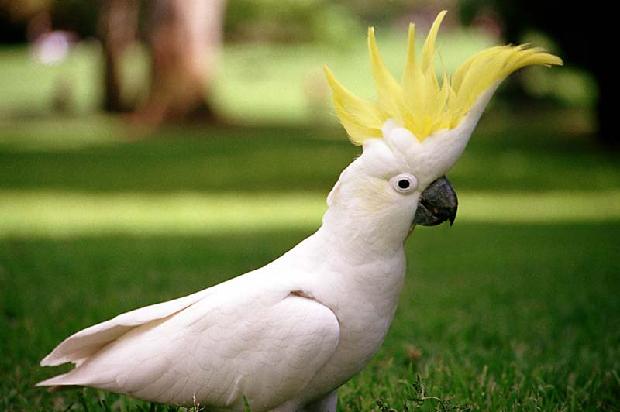 Sulphur-Crested Cockatoo