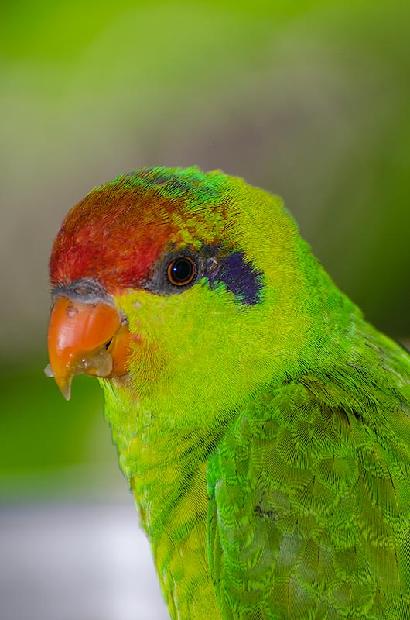 Iris Lorikeet