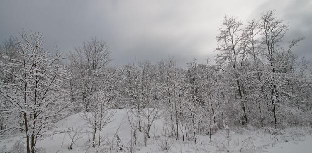 Winter Wooded Scene