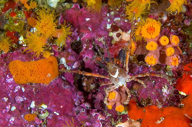 Arrow Crab