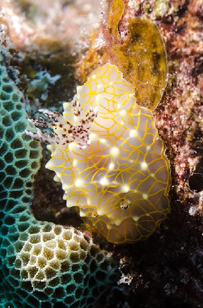 Golden Lace Nudibranch
