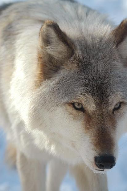 Timber Wolf
