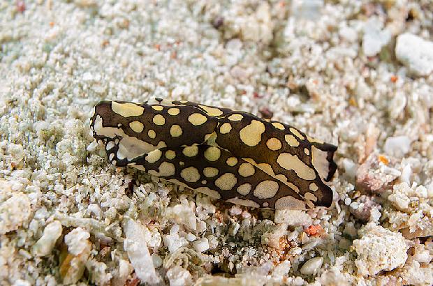 Headshield Slug (Philinopsis pilsbryi)