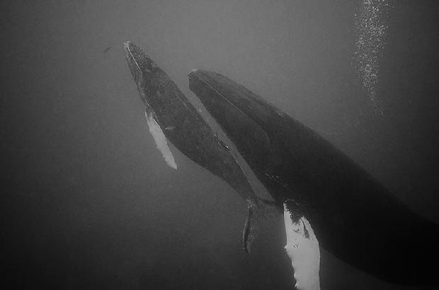 Atlantic Humpback Whale