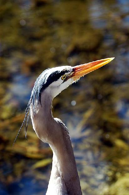 Great Blue Heron