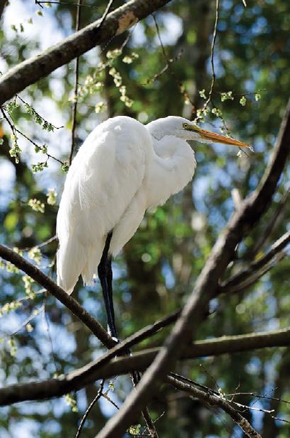 Great White Heron