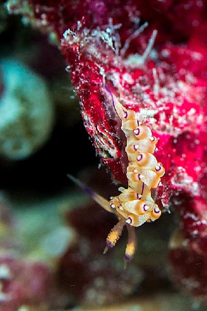 Flabellina Nudibranch
