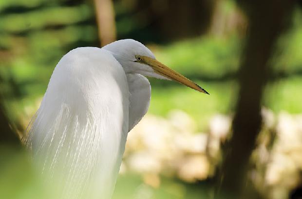 Great White Heron