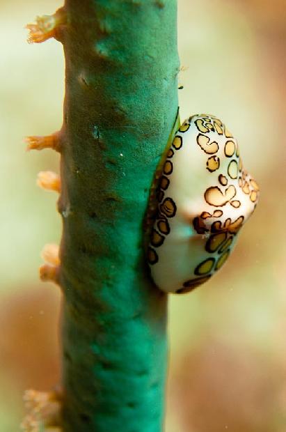 Flamingo Tongue