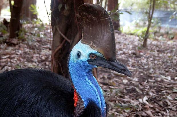 Cassowary