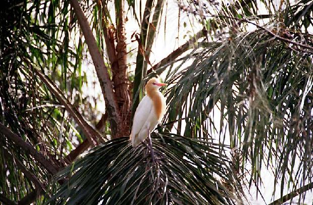 Cattle Egret
