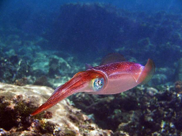 Carribean Reef Squid