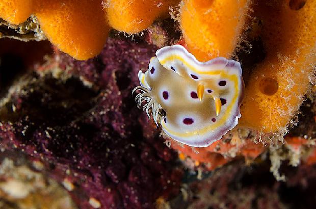 Chromodoris Geminus Nudibranch