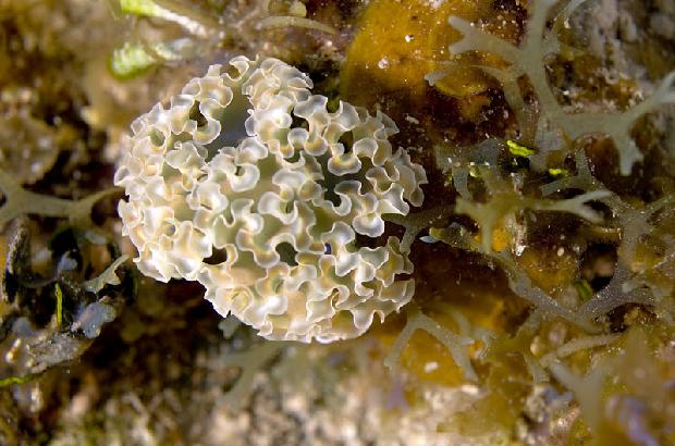Lettuce Nudibranch