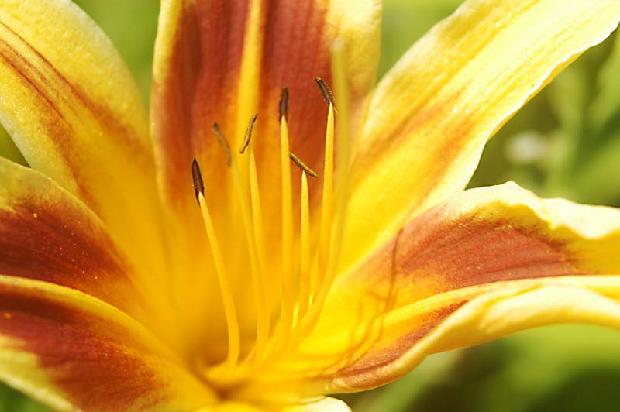 Day Lily