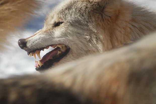 Timber Wolf