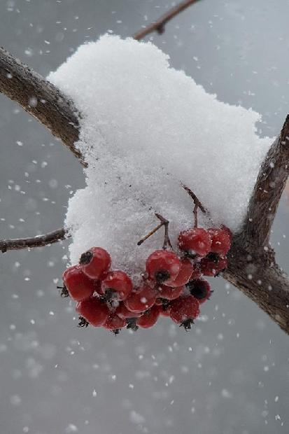 Washington Hawthorne Berries