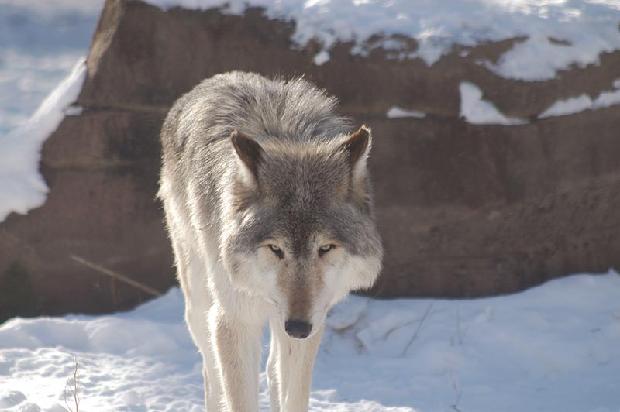 Timber Wolf