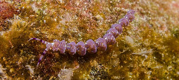 Blue Dragon Nudibranch