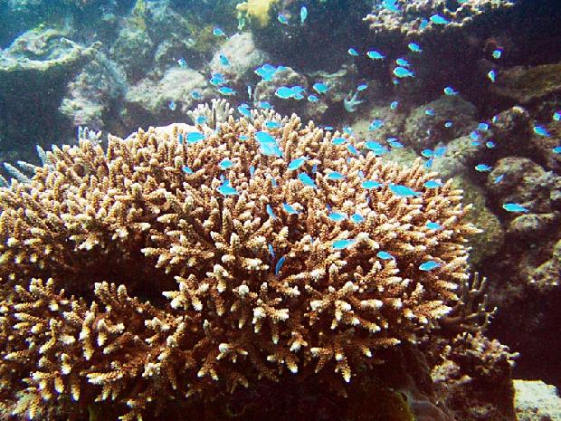Chromis on Coral