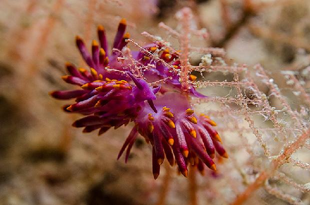 Flabellina Nudibranch