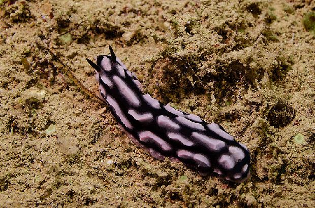 Strawberry Nudibranch
