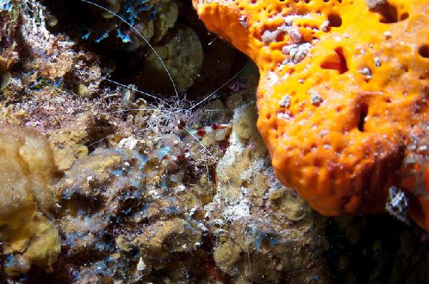 Coral Banded Shrimp
