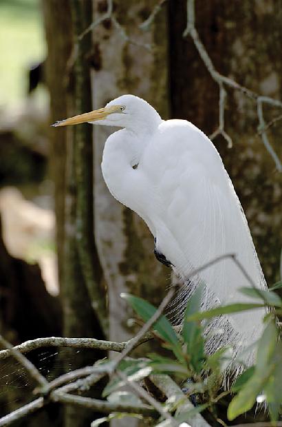 Great White Heron