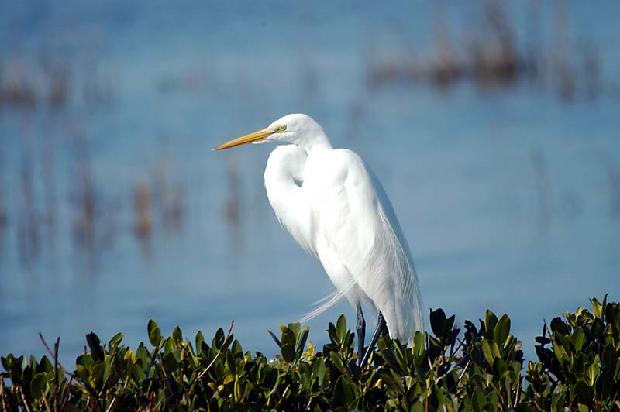 Great Egret