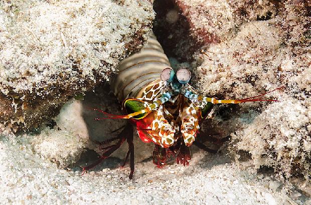 Mantis Shrimp