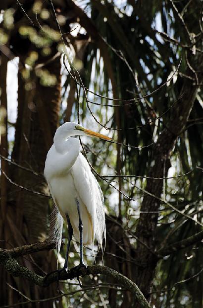 Great White Heron