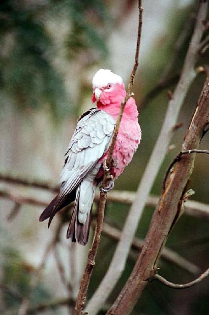 Galah Cockatoo
