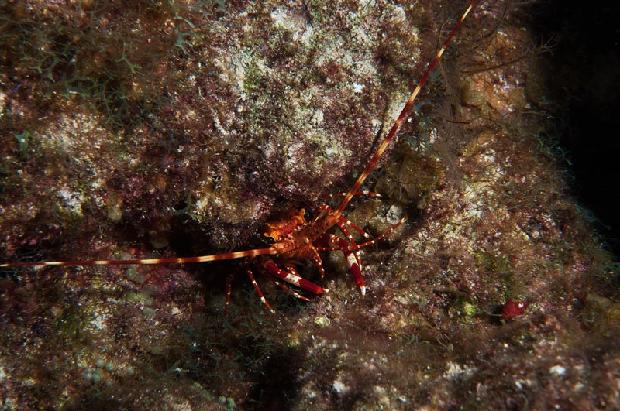 Banded Lobster