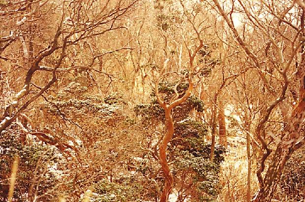 Japanese Forest