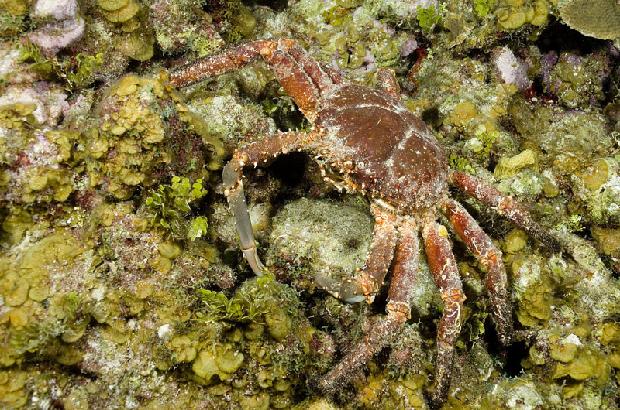 Channel Crab