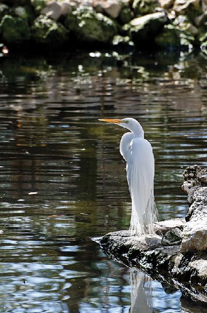 Great White Heron