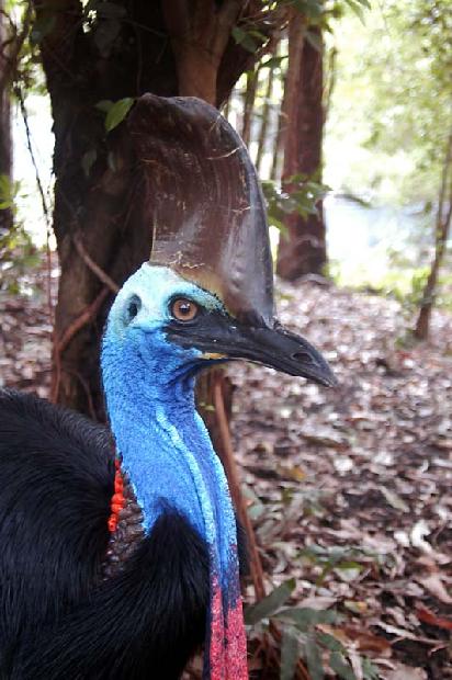 Cassowary