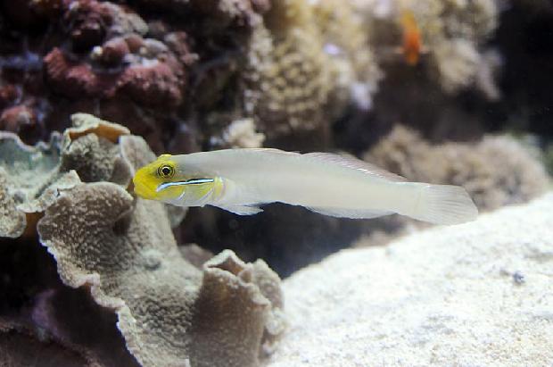 Yellowhead Jawfish