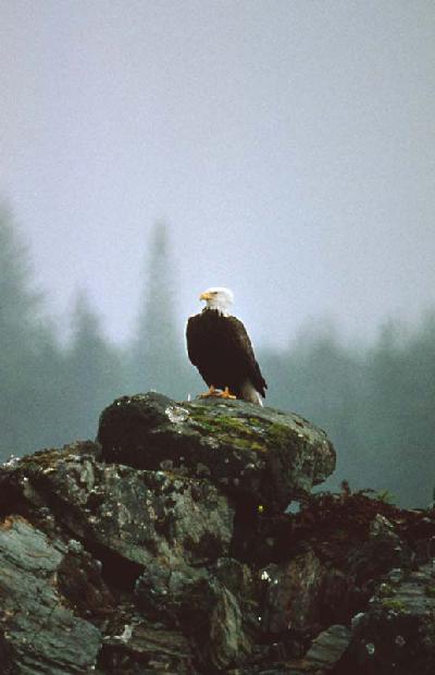 Bald Eagle