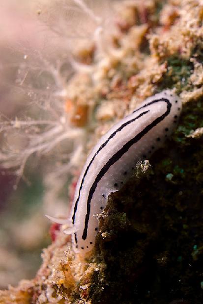 Nudibranch