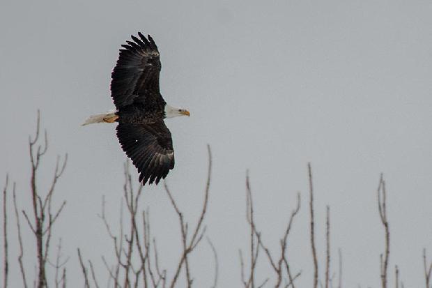 Bald Eagle