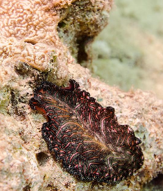 Persian Carpet Flatworm