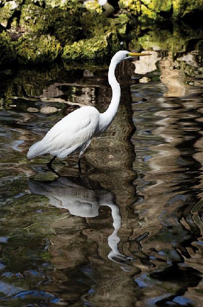 Great White Heron