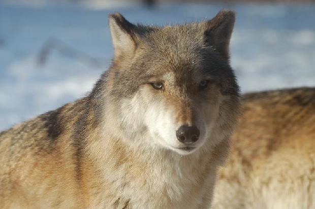 Timber Wolf