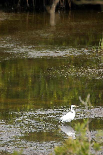 Great Egret