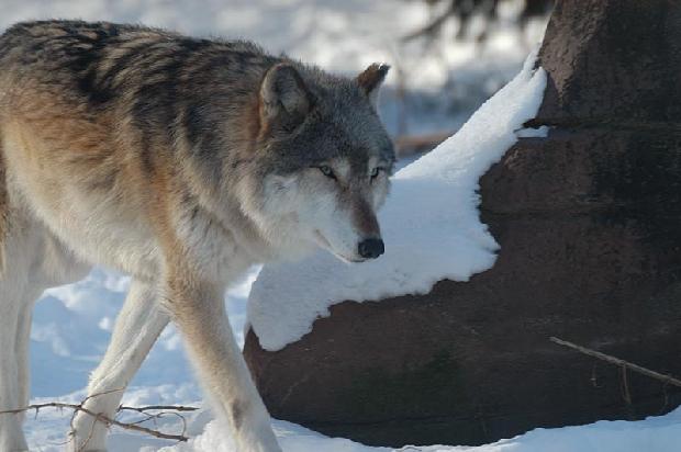 Timber Wolf