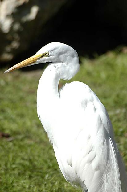 Great Egret