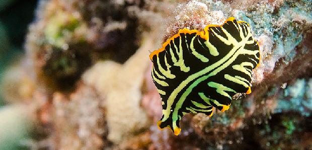 Divided Flatworm