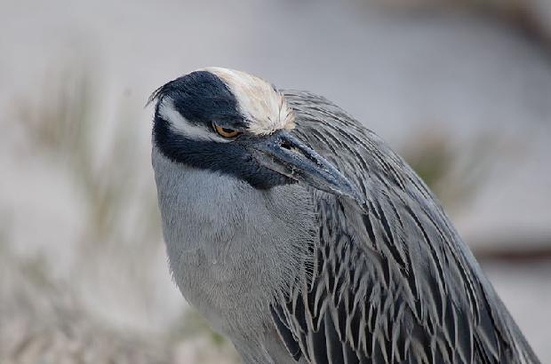 Yellow-crowned Night Heron