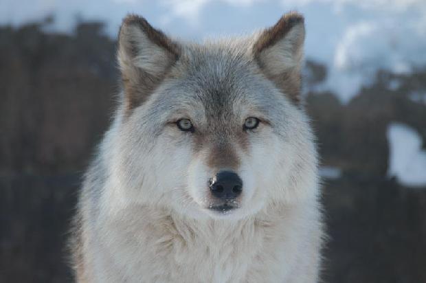 Timber Wolf